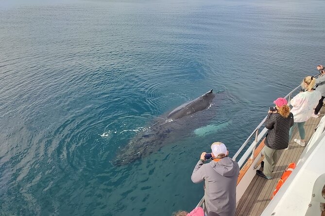 Whale Watching & Dolphin Yacht Cruise - A Typical 3-Hour Flow on the Water (And How to Time Your Viewing)