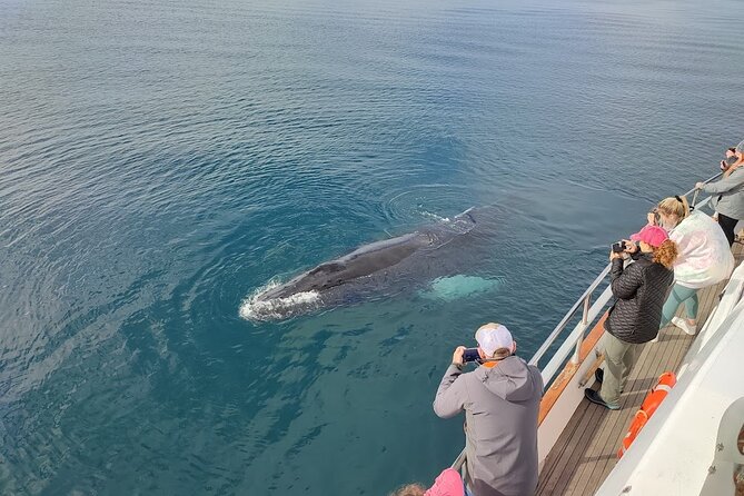 Whale Watching & Dolphin Yacht Cruise - Weather, Sea Conditions, and How to Prevent a Seasick Day
