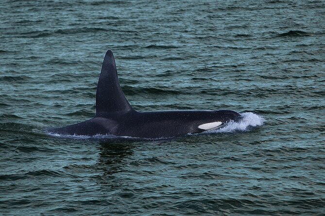 Whale Watching & Dolphin Yacht Cruise - Comfort, Snacks, and the Bar on Board