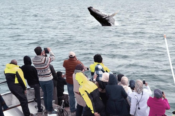 Whale Watching & Dolphin Yacht Cruise - Meeting Old Harbour House and Getting Ready to Be Outside