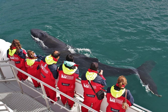 Whale Watching from Downtown Akureyri - Key highlights you should know before you go