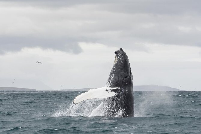 Whale Watching from Downtown Akureyri - Entering Eyjafjord from downtown Akureyri