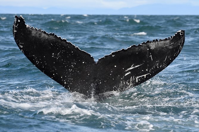 Whale Watching from Downtown Akureyri - Price and value for a $104, half-day whale watch
