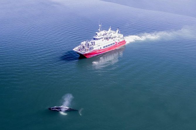Whale Watching from Downtown Akureyri - What happens on the water during the 3-hour cruise