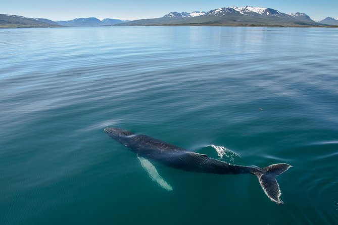 Whale Watching from the Heart of Akureyri - Quick Takes for Whale Watching in Akureyri