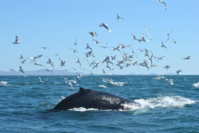 Whale Watching from the Heart of Akureyri - Eyjafjörður Fjord Routes, Humpbacks, and Other Sea Life
