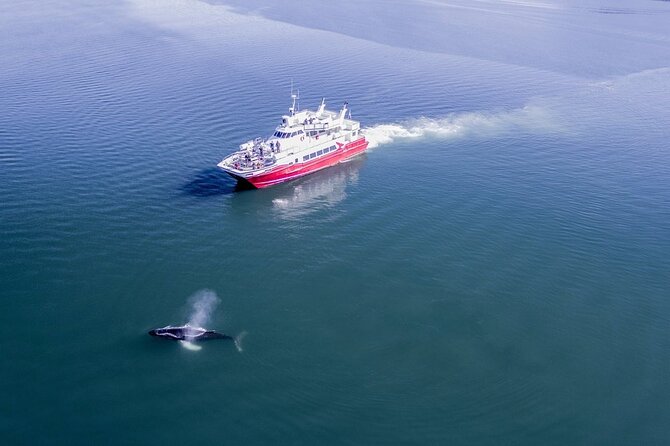 Whale Watching from the Heart of Akureyri - Heated Cabin Comfort: What Matters When the Wind Hits
