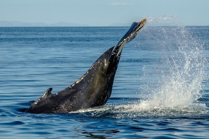Whale Watching from the Heart of Akureyri - What the Naturalist Guide Teaches You on the Water
