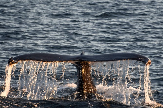 Whale Watching from the Heart of Akureyri - Watching From Different Spots: How the Crew Helps Your View