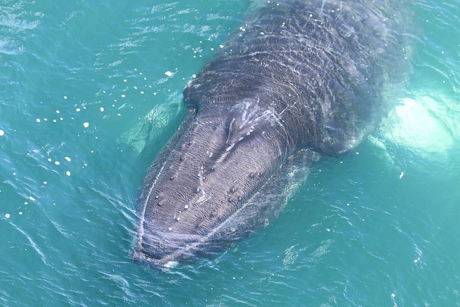 Whale Watching from the Heart of Akureyri - Wildlife Guarantee: How to Think About It Before You Book