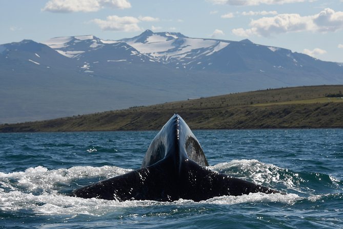 Whale Watching from the Heart of Akureyri - Value for Money: Is $112.05 Worth It?