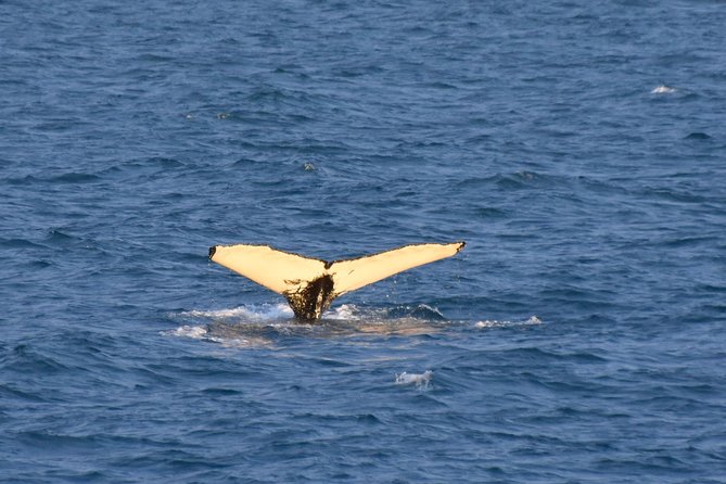 Whale Watching from the Heart of Akureyri - Departure Times in Akureyri: Pick the One That Fits Your Day