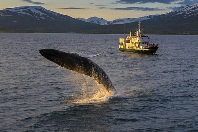 Whale Watching from the Heart of Akureyri - The 3-Hour Cruise Flow and Where You’ll Spend Your Time