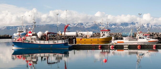 Whale Watching in Husavik - Key Highlights Worth Knowing