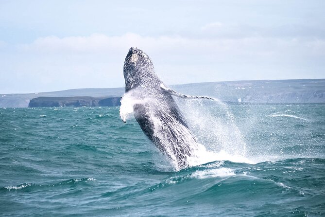 Whale Watching in Husavik - The 3-Hour Flow: How Your Time on the Water Typically Plays Out