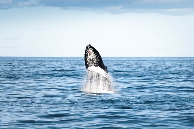 Whale Watching in Husavik - Comfort on Cold Water: Warm Suits, Hot Cocoa, and Wet-Weather Reality