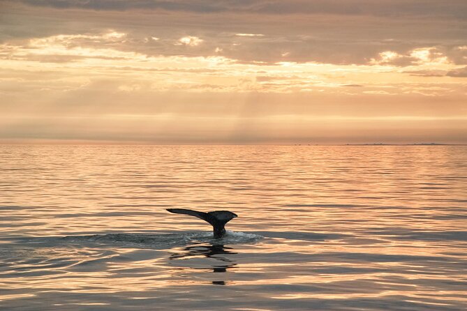 Whale Watching in Husavik - Wildlife Respect: Safe Distance, Better Viewing, Less Stress for Animals
