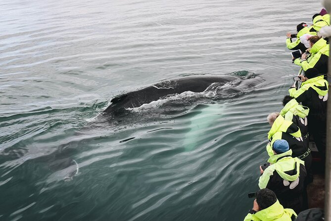 Whale Watching in Husavik - What You’ll Watch For: Whales, Dolphins, Porpoises, and Birds