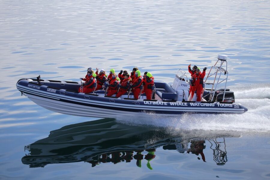 Whale Watching in Reykjavik by Speedboat - The RIB Ride: Fast, Small, and Actually Built for Wildlife