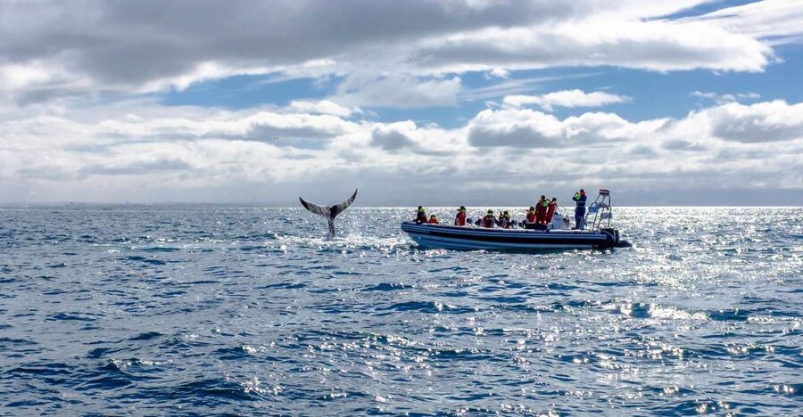 Whale Watching in Reykjavik by Speedboat - Who This Tour Fits Best (And Who Should Skip It)