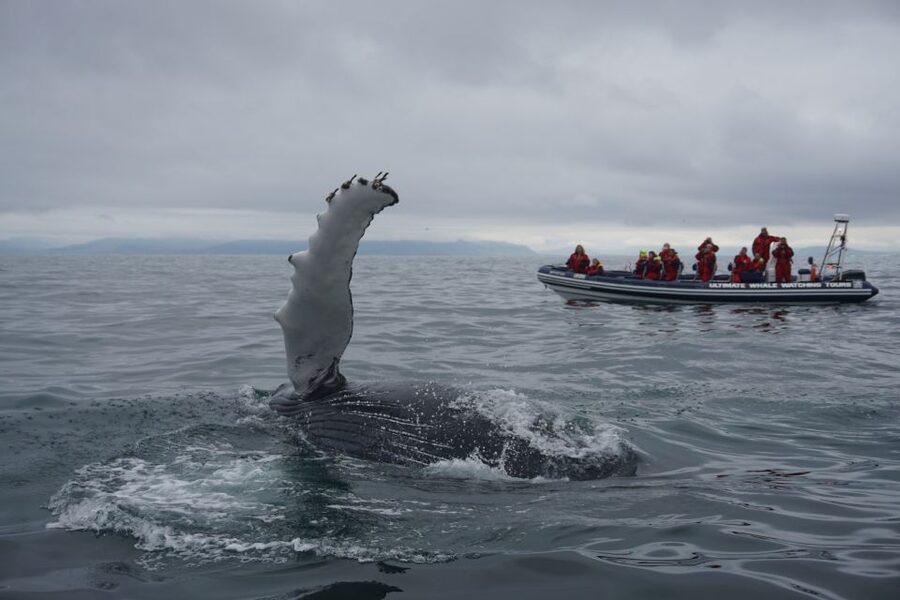 Whale Watching in Reykjavik by Speedboat - Price and Value: Is $200 Worth It for a 2-Hour RIB Tour?