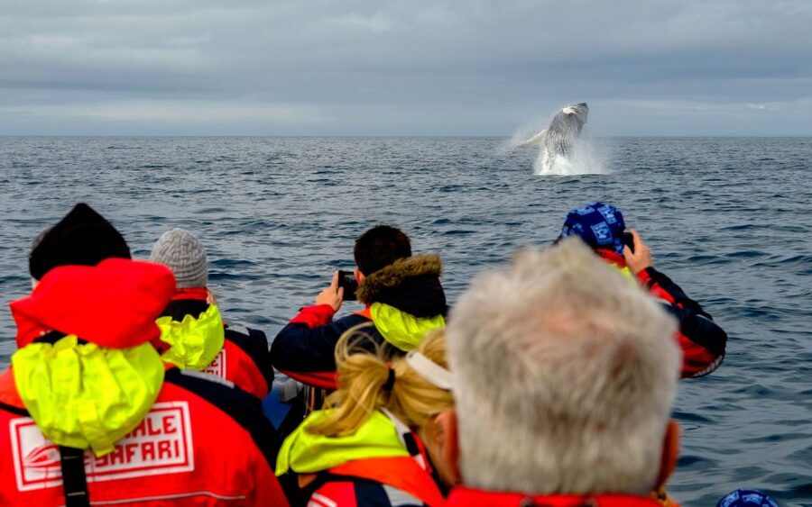Whale Watching in Reykjavik by Speedboat - Getting Ready: What to Wear and How to Make the Most of Your Seats