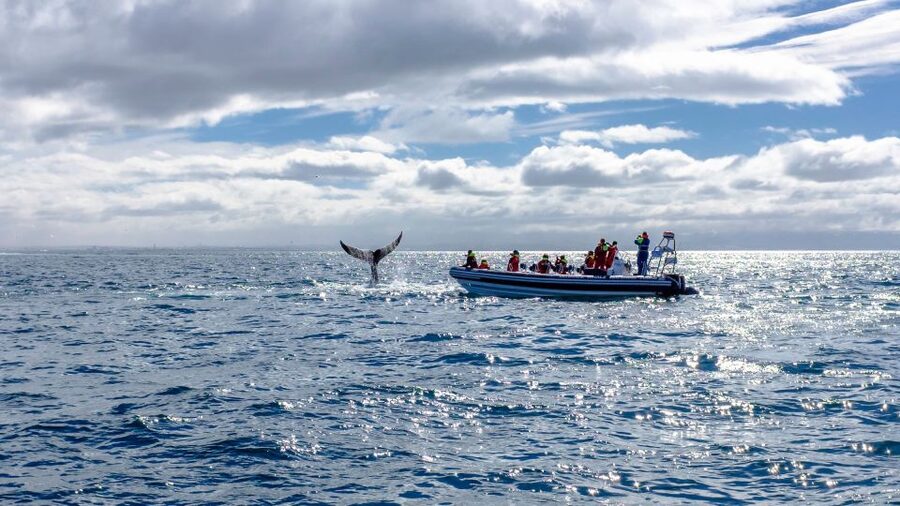Whale Watching in Reykjavik by Speedboat - Weather at Sea: Why Reykjavik Land Conditions Don’t Tell the Whole Story