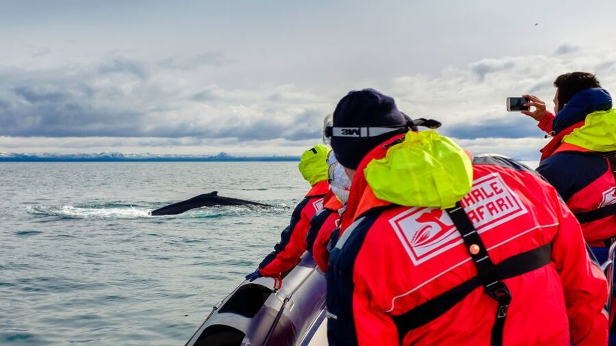 Whale Watching in Reykjavik by Speedboat - Puffins in Summer: The Short Breeding Ground Stop (May to August)