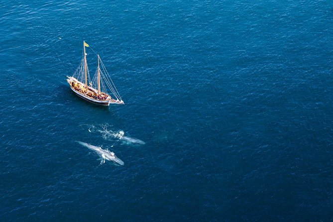 Whale Watching on a Traditional Oak Sailing Ship from Husavik - Getting from North Sailing ticket office to the boats fast