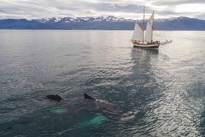 Whale Watching on a Traditional Oak Sailing Ship from Husavik - The weather reality: suits, layers, and sea comfort that actually matters