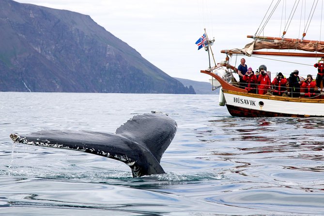 Whale Watching on a Traditional Oak Sailing Ship from Husavik - What happens on the return: cinnamon buns and hot chocolate