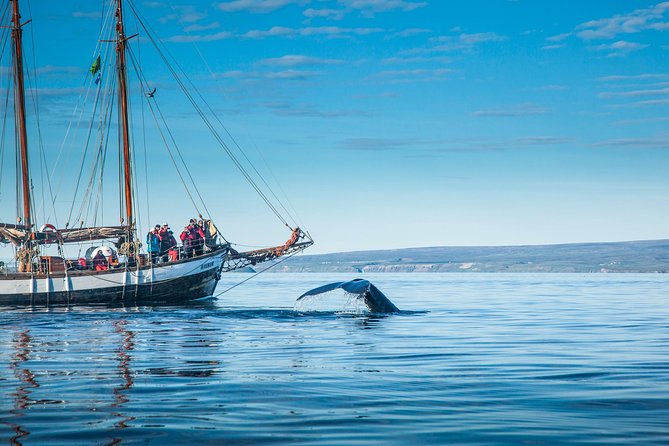 Whale Watching on a Traditional Oak Sailing Ship from Husavik - Price and value: what $106 buys you in Húsavík
