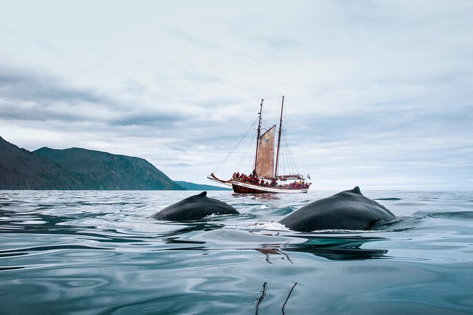 Whale Watching on a Traditional Oak Sailing Ship from Husavik - FAQ