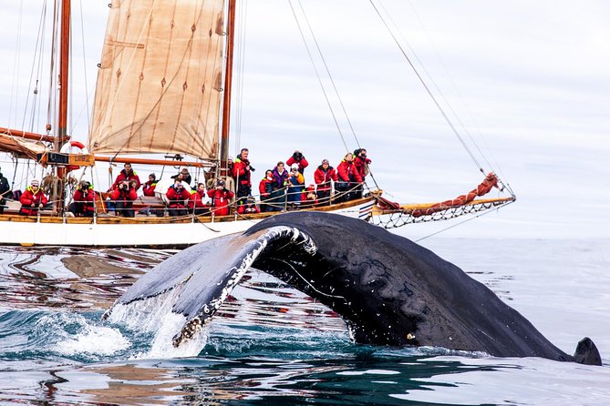 Whale Watching on a Traditional Oak Sailing Ship from Husavik - Traditional schooners in Húsavík, and how “crew participation” changes the mood