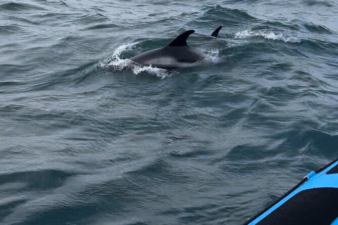 Whale Watching - RIB Boat Adventure in Kopavogur, Iceland - Who This Whale-Watching RIB Adventure Suits Best