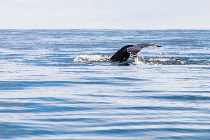 Whale Watching Tour from Akureyri City Central - The boat setup: warmth, heated seating, and real viewing angles