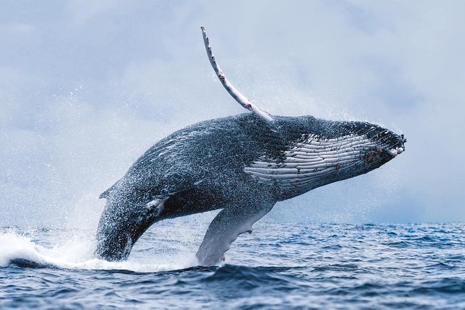 Whale Watching Tour with Professional Guide from Reykjavik - Getting to the boat: Geirsgata 11 and Old Harbour timing