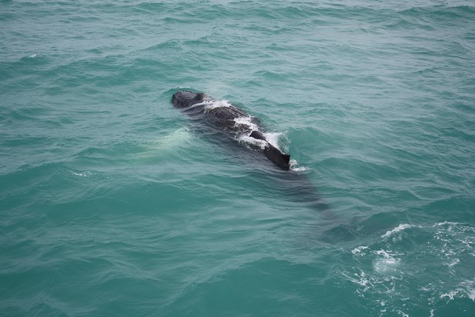 Whale Watching Tour with Professional Guide from Reykjavik - What you might see: whales, dolphins, puffins in season, and how to spot them fast