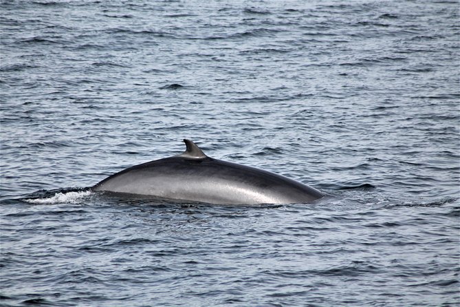 Whale Watching Tour with Professional Guide from Reykjavik - Price and value: why $97 makes sense when the free return ticket kicks in