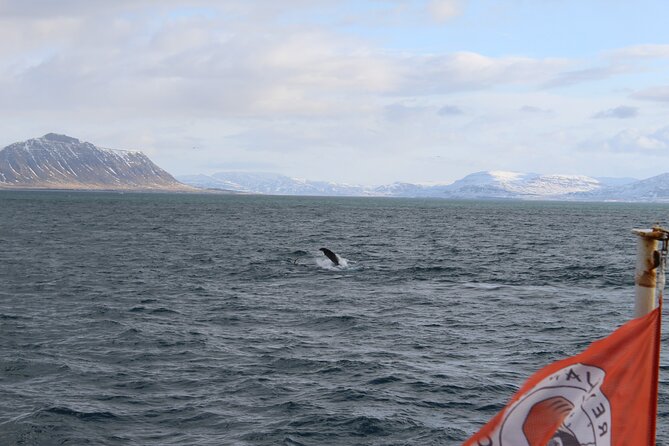 Whale Wonders Morning Expedition from Reykjavík - Key things I’d highlight before you go