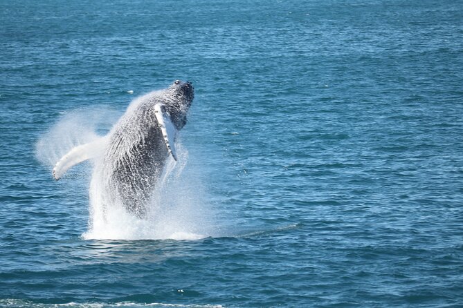 Whale Wonders Morning Expedition from Reykjavík - Faxafloi Bay, the morning route that gives you whale time