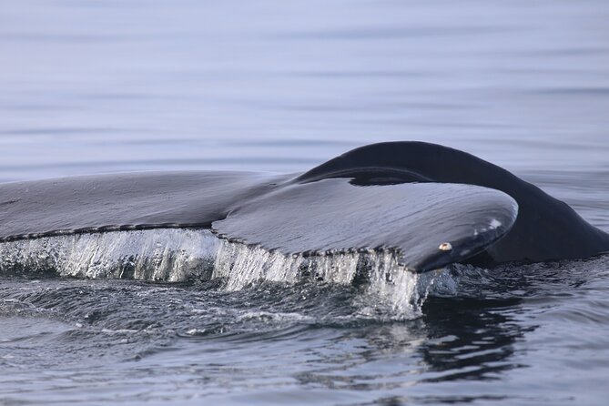 Whale Wonders Morning Expedition from Reykjavík - Getting comfy on deck: overalls, heated cabins, and real restroom access