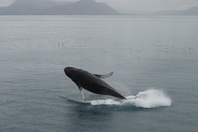Whale Wonders Morning Expedition from Reykjavík - How the crew finds whales and keeps you in the game