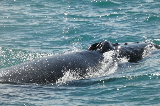 Whale Wonders Morning Expedition from Reykjavík - The Faxafloi Bay experience in real timing: out, search, then return