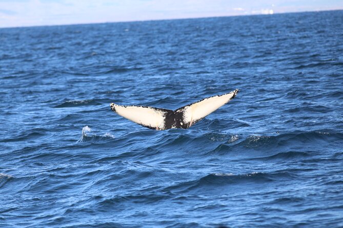 Whale Wonders Morning Expedition from Reykjavík - If there are no sightings, you do not have to eat the loss