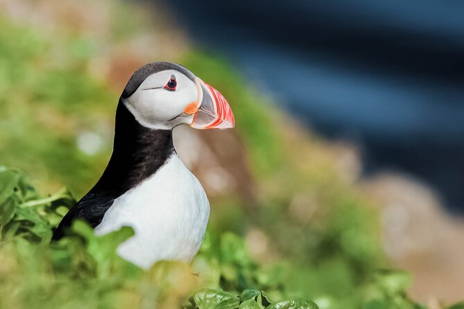 Whales and Puffins Tour from Husavik - Quick takeaways