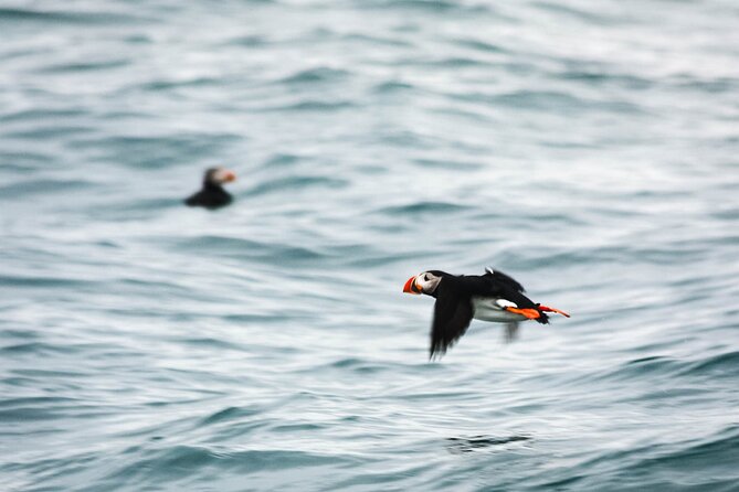 Whales and Puffins Tour from Husavik - The “comfort package” that makes wildlife watching actually enjoyable