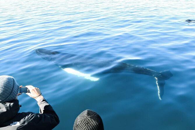 Whales and Puffins Tour from Husavik - Chances to see more than one whale, and why that can happen