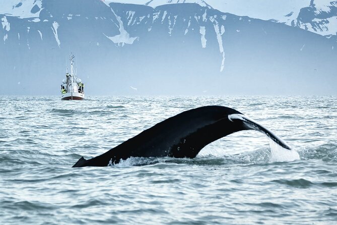 Whales and Puffins Tour from Husavik - Price and value: is $130 worth it?
