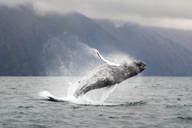 Whales and Puffins Tour from Husavik - Getting there and check-in without stress